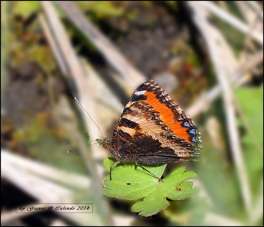 Una conferma Aglais urticae?